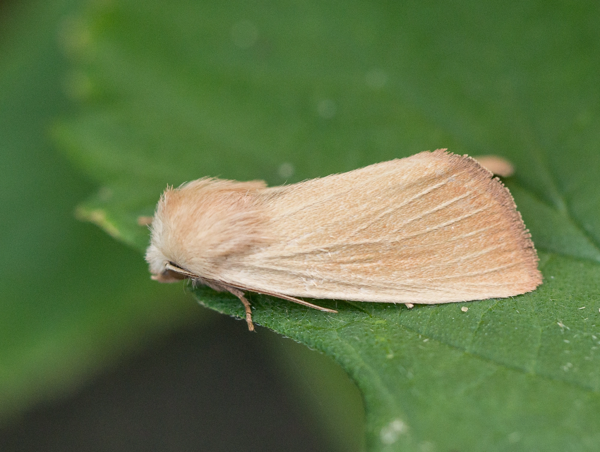 Lepidoptera Arenostola phragmitidis egale rietboorder 20160717 Egmond aan zee Arnold Wijker.jpg